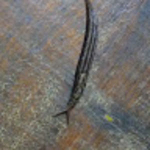 Meet your Posher, Donald